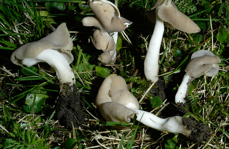 Elastische Lorchel (Helvella elastica) - © Heinz Prelicz